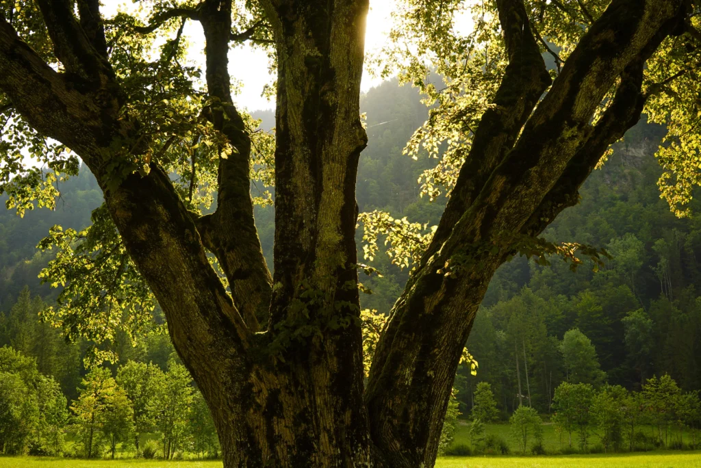 Fields / Meadows 12