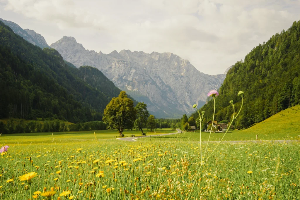 Fields / Meadows 13