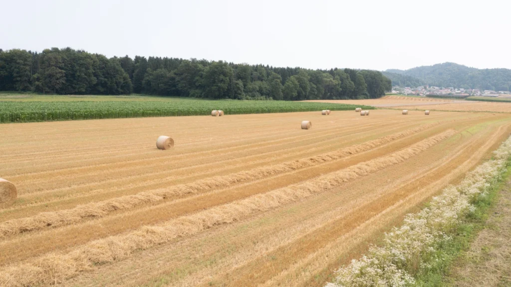 Fields / Meadows 17
