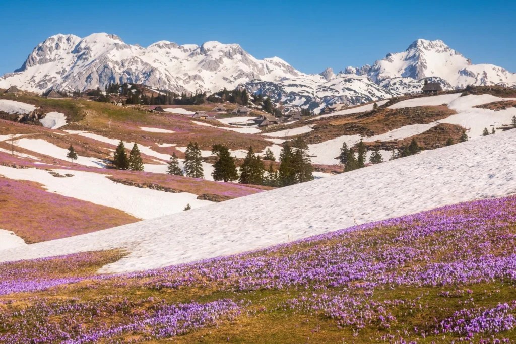 Fields / Meadows 27