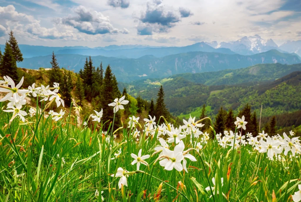 Fields / Meadows 29