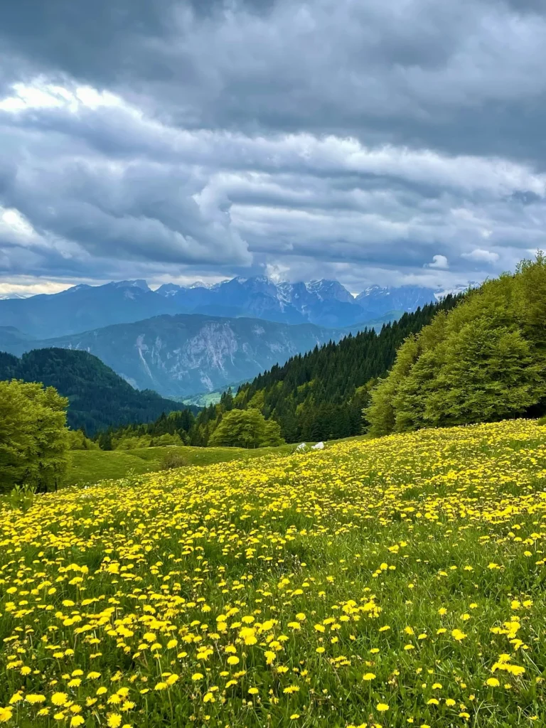 Fields / Meadows 30