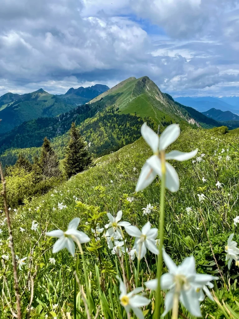 Fields / Meadows 31