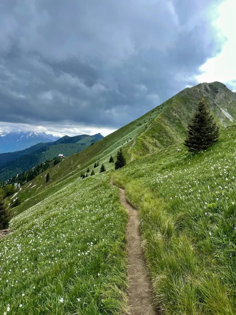 Fields / Meadows 32