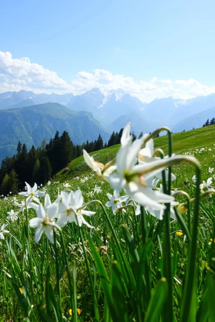 Fields / Meadows 33