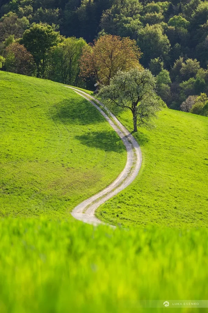 Fields / Meadows 38