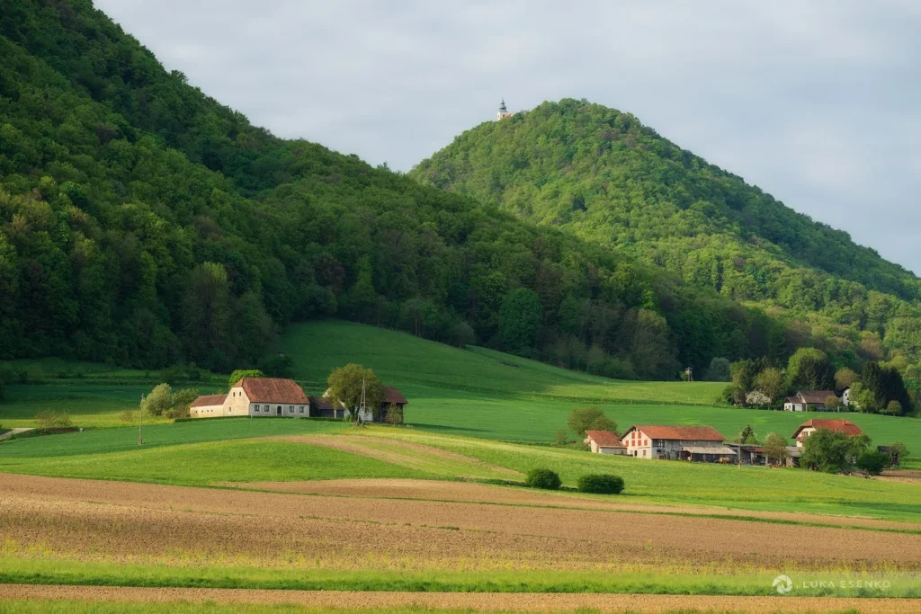 Fields / Meadows 39