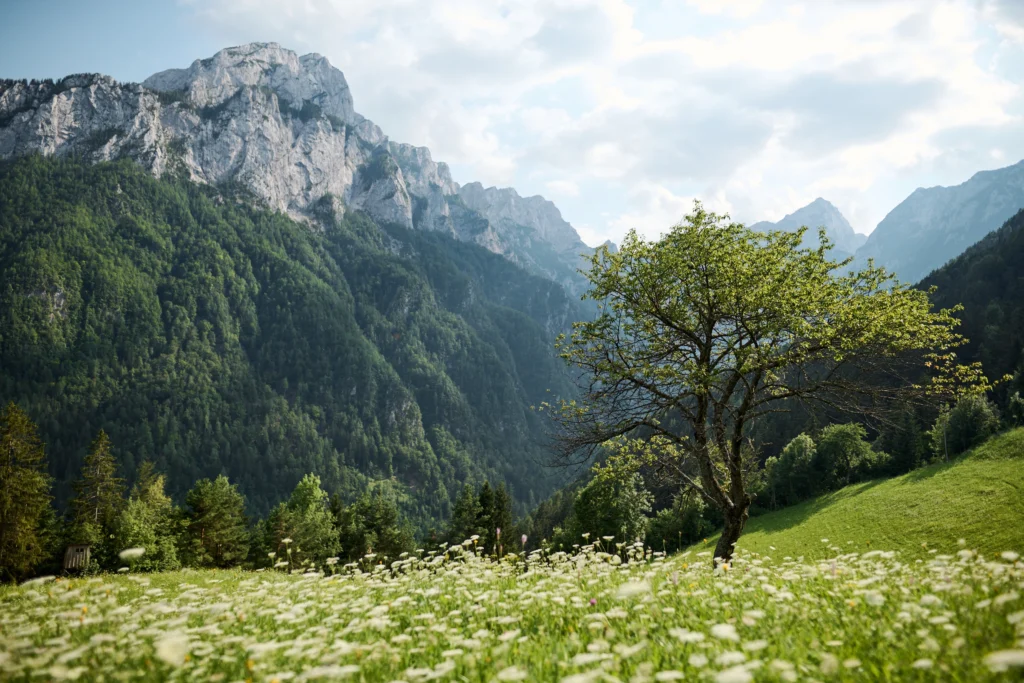 Fields / Meadows 45
