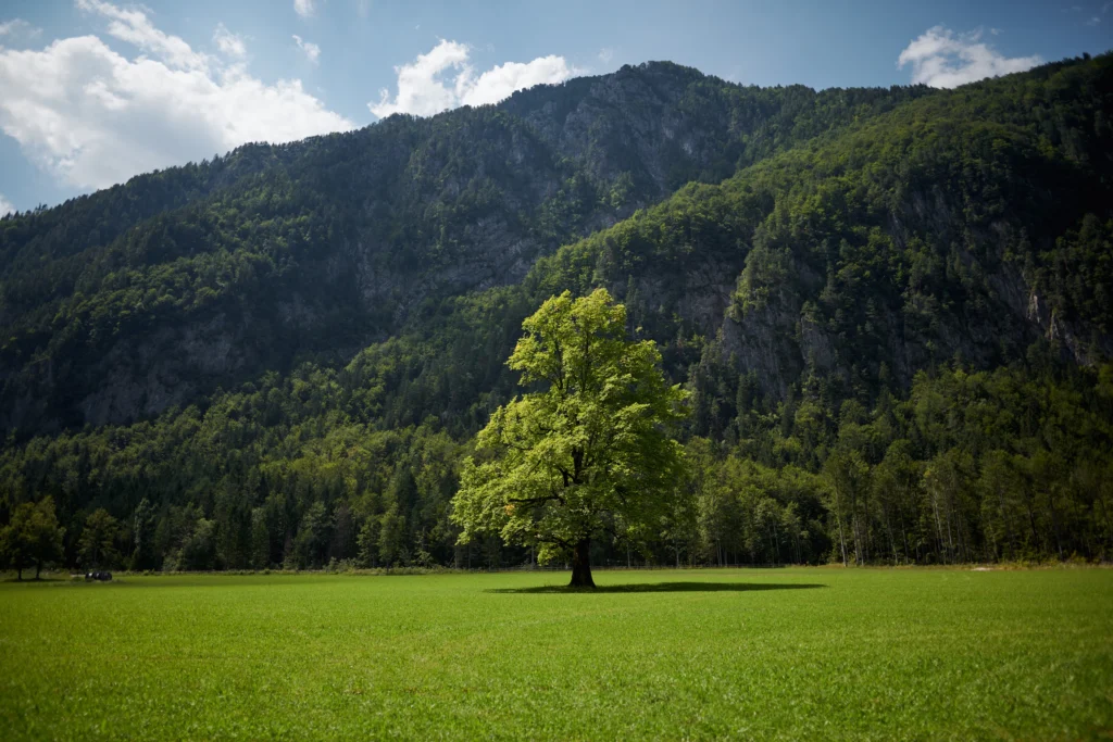 Fields / Meadows 47