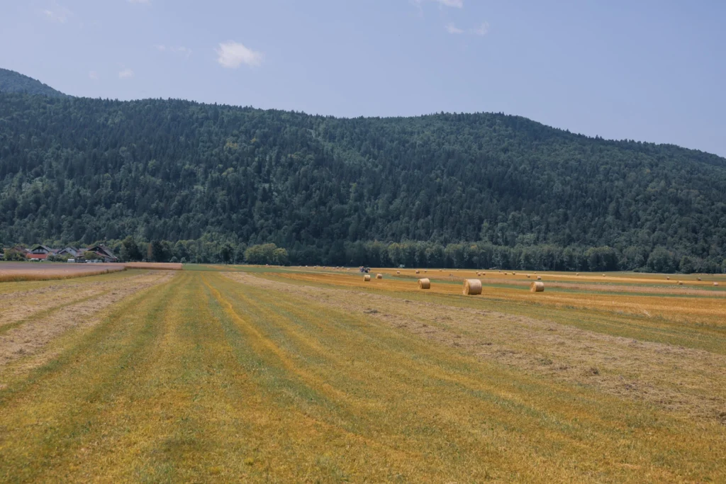 Fields / Meadows 49